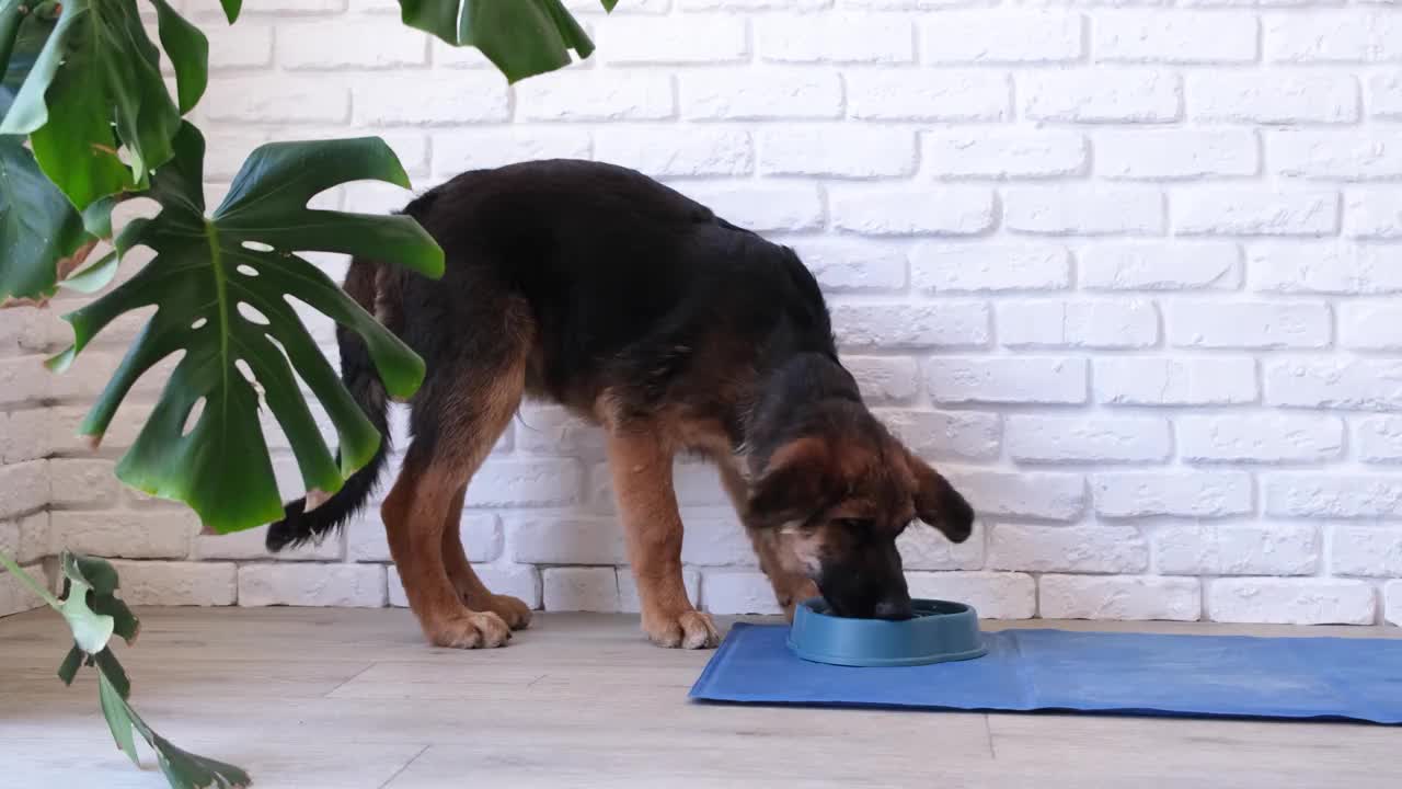 可爱的德国牧羊犬在家里用慢碗吃东西视频下载