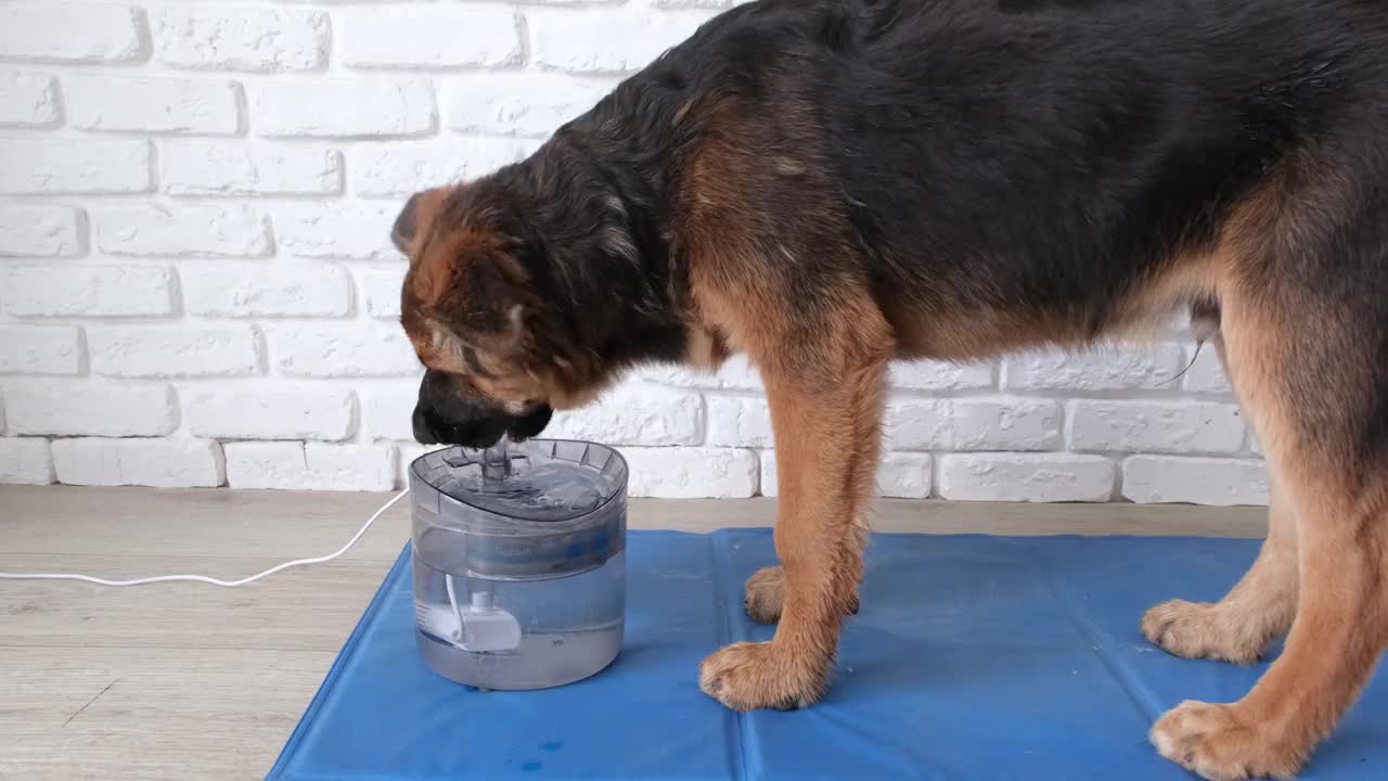 可爱的德国牧羊犬在家里喝宠物饮水机视频素材