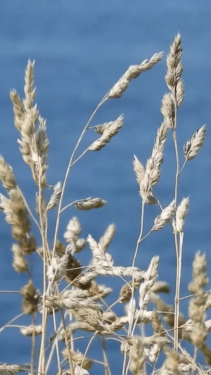 夏季氛围美学背景与干燥的草药和蓝色海洋可循环高清垂直视频视频素材