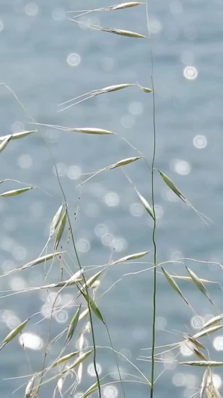 波光粼粼的夏天氛围美学背景与干燥的草药和蓝色闪闪发光的海洋高清垂直视频视频下载