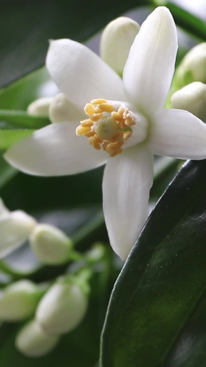 橙树花和芽近距离垂直视频。橙花油开花视频下载