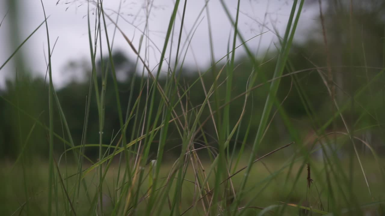 前院植物布置有各种观赏植物视频素材