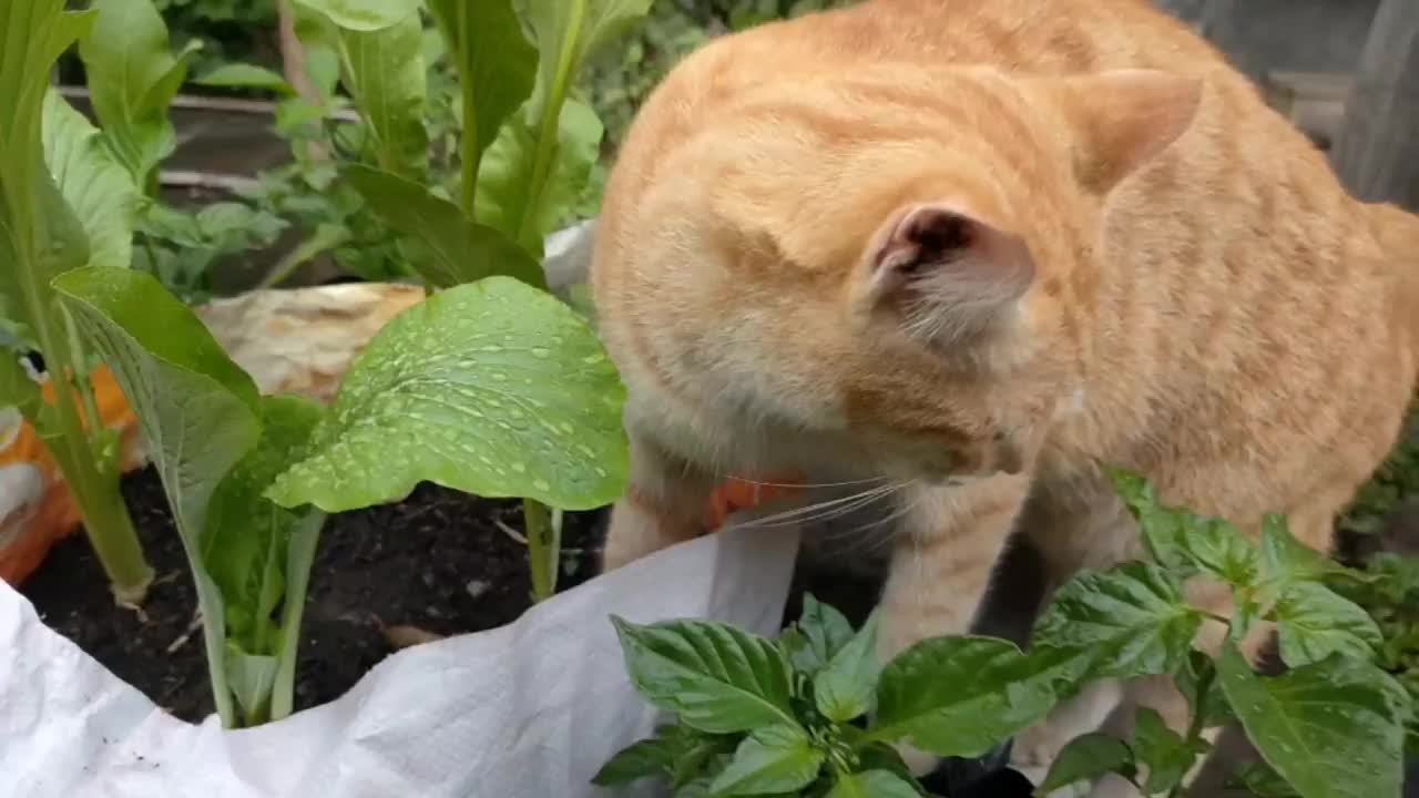 橙色的猫躺在花园里破坏视频素材