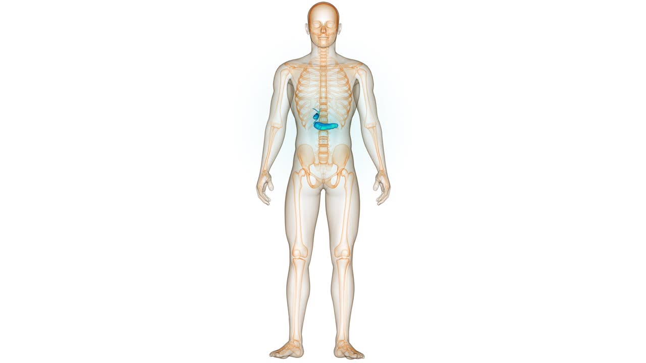 人体内脏胰腺与胆囊解剖动画概念视频下载