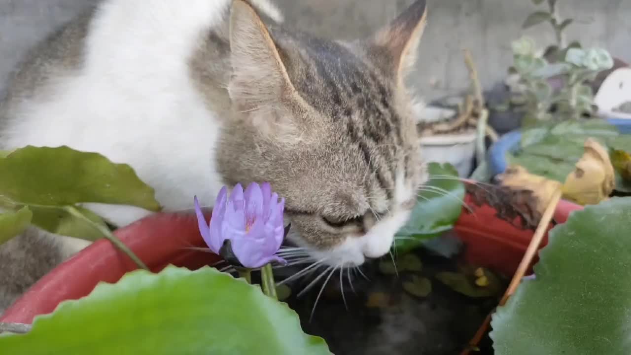 一只猫喝了莲花园里的水视频素材