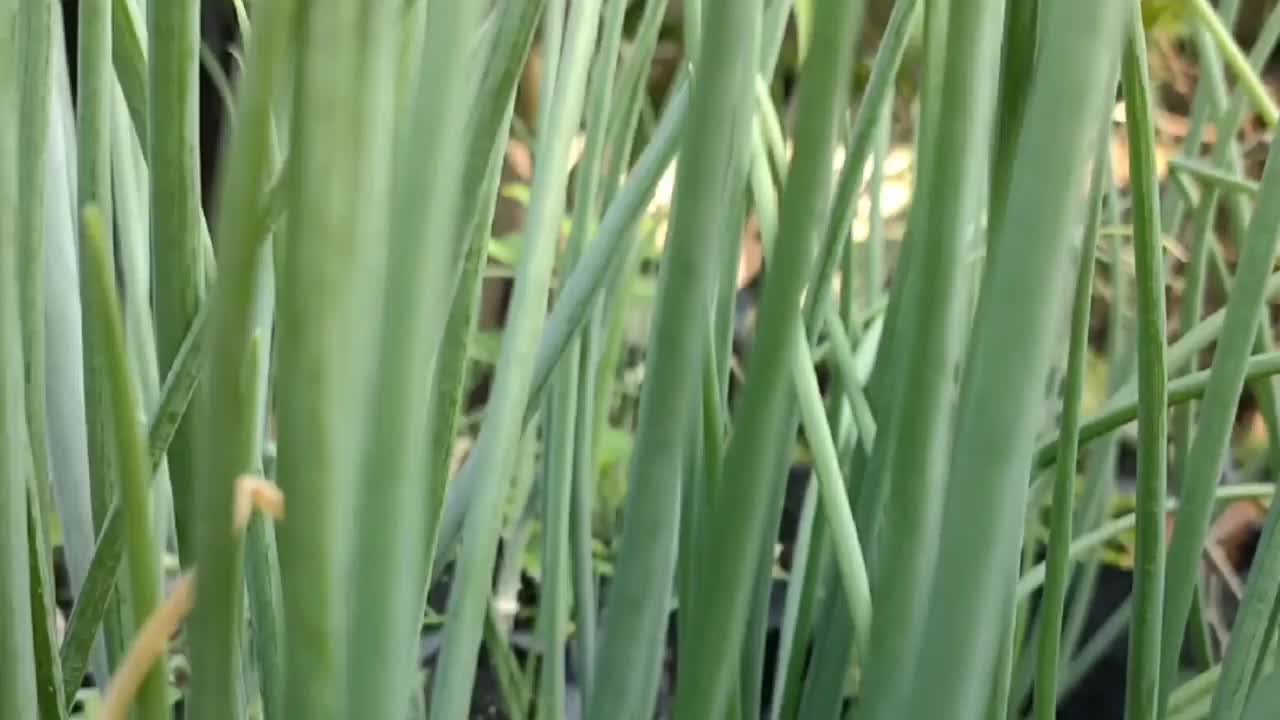 韭菜的植物视频素材