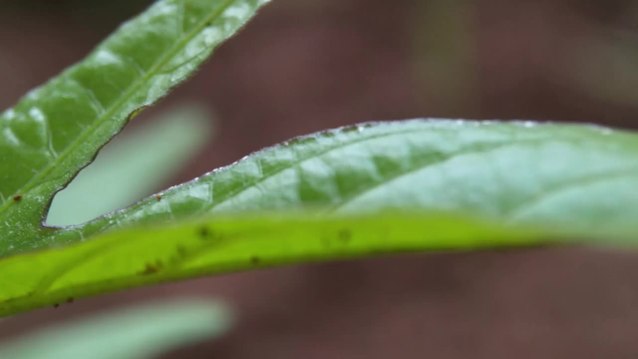 前院植物布置有各种观赏植物视频素材