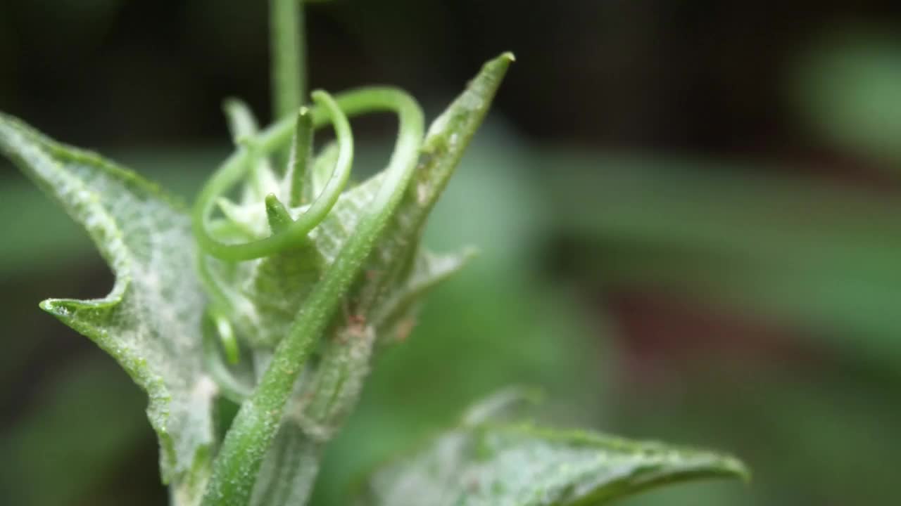 前院植物布置有各种观赏植物视频素材