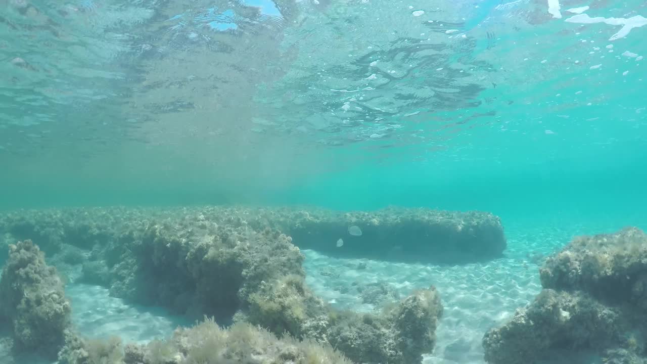 在海底有一些鱼和岩石视频下载