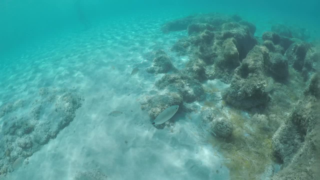 在海底有一些鱼和岩石视频下载