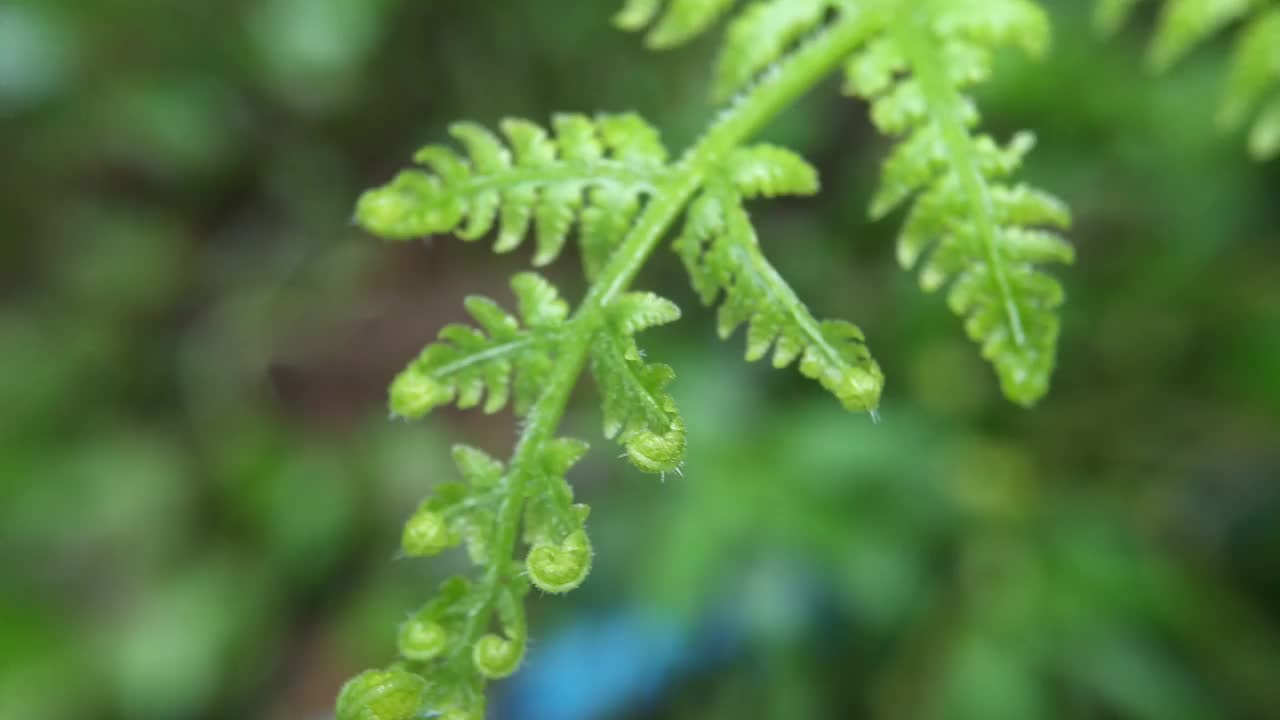 前院植物布置有各种观赏植物视频素材