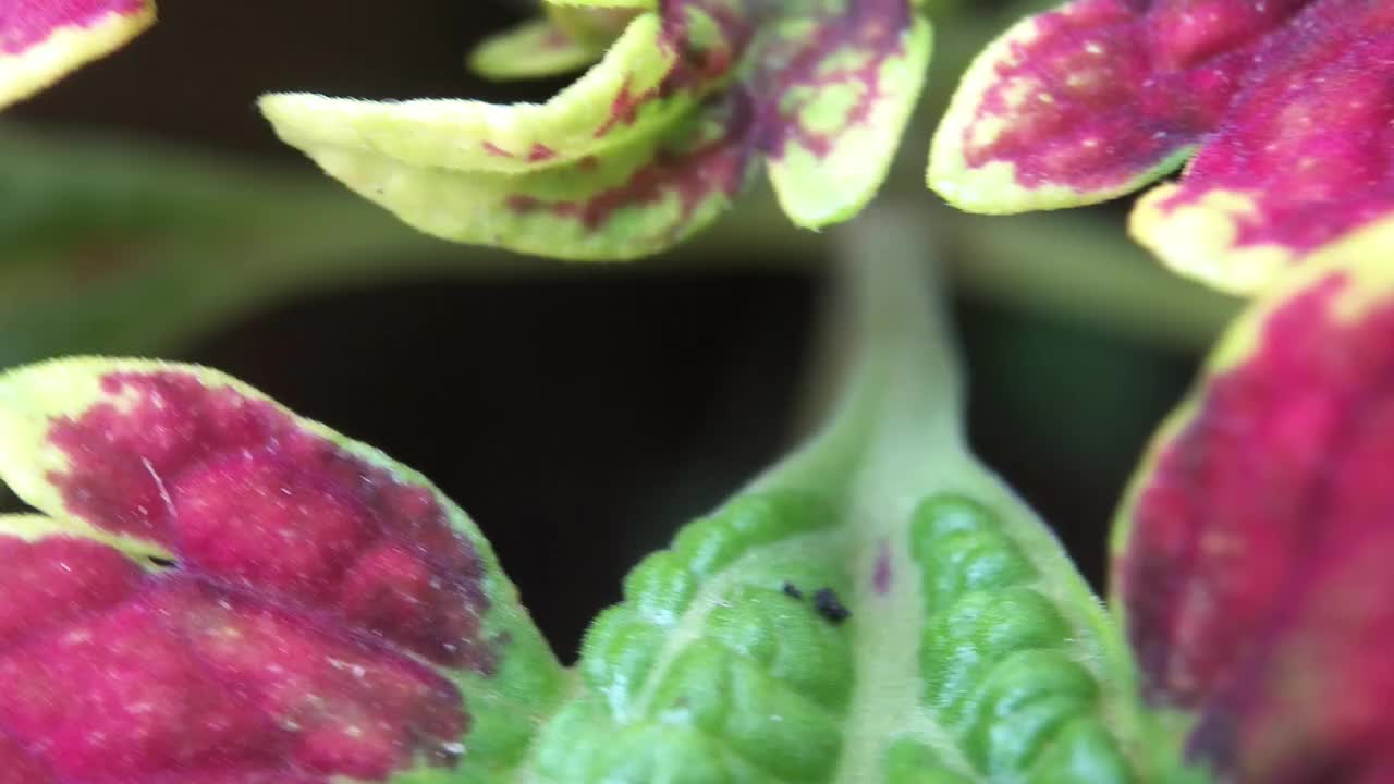 前院植物布置有各种观赏植物视频素材