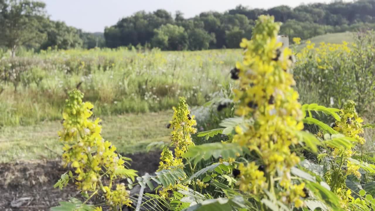 野生番泻植物与大黄蜂视频下载