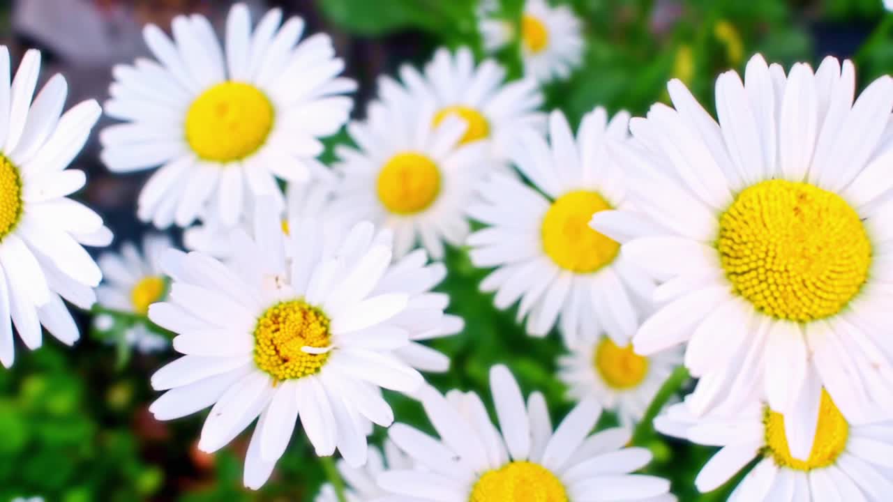 许多盛开的洋甘菊，俯视图。夏日花园里的白色雏菊在风中摇曳。昆虫飞来飞去。镜头沿着植物缓慢移动。自然春色。视频素材