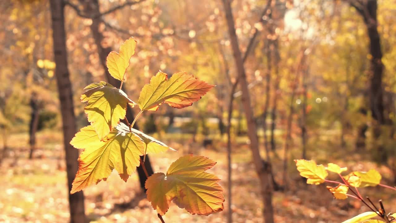 秋林黄叶摇曳的树枝。秋天的树叶。干燥的金叶在秋天随风流动在晴朗的十月天。美丽平静的大自然。视频素材