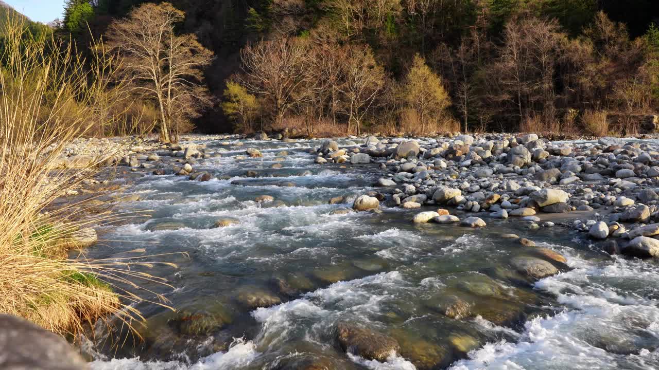 山间河流在日本的针叶林附近流动，以石头和小瀑布为背景。美化宁静的森林景观视频下载