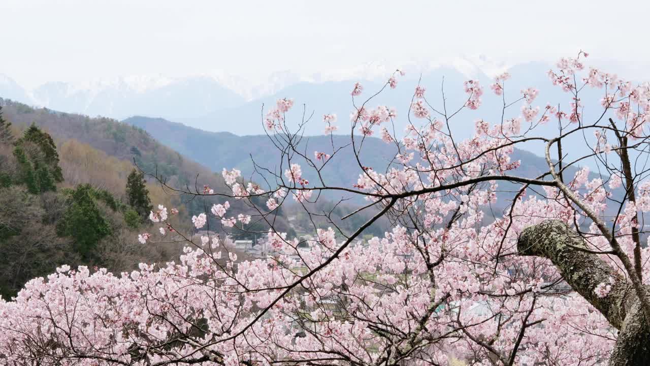 粉红色的樱花树盛开，日本阿尔卑斯山为背景，雪仍然附着在山顶。一只猎鹰在晴朗的蓝天上翱翔。日本春天令人叹为观止的景色。视频下载