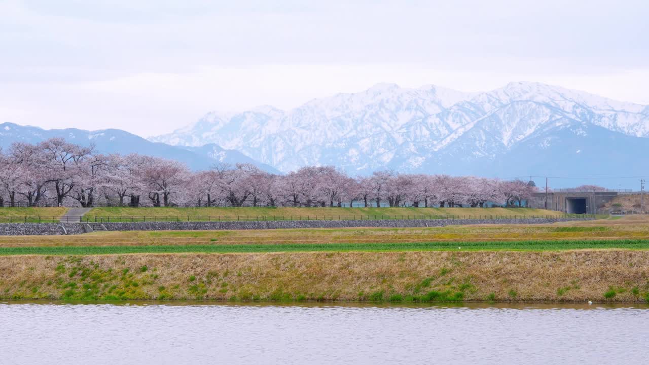 日本富山朝日船川河畔的樱花春景。这个地方以其迷人的“春天四重奏”樱花、郁金香、油菜花和雪山而闻名视频素材