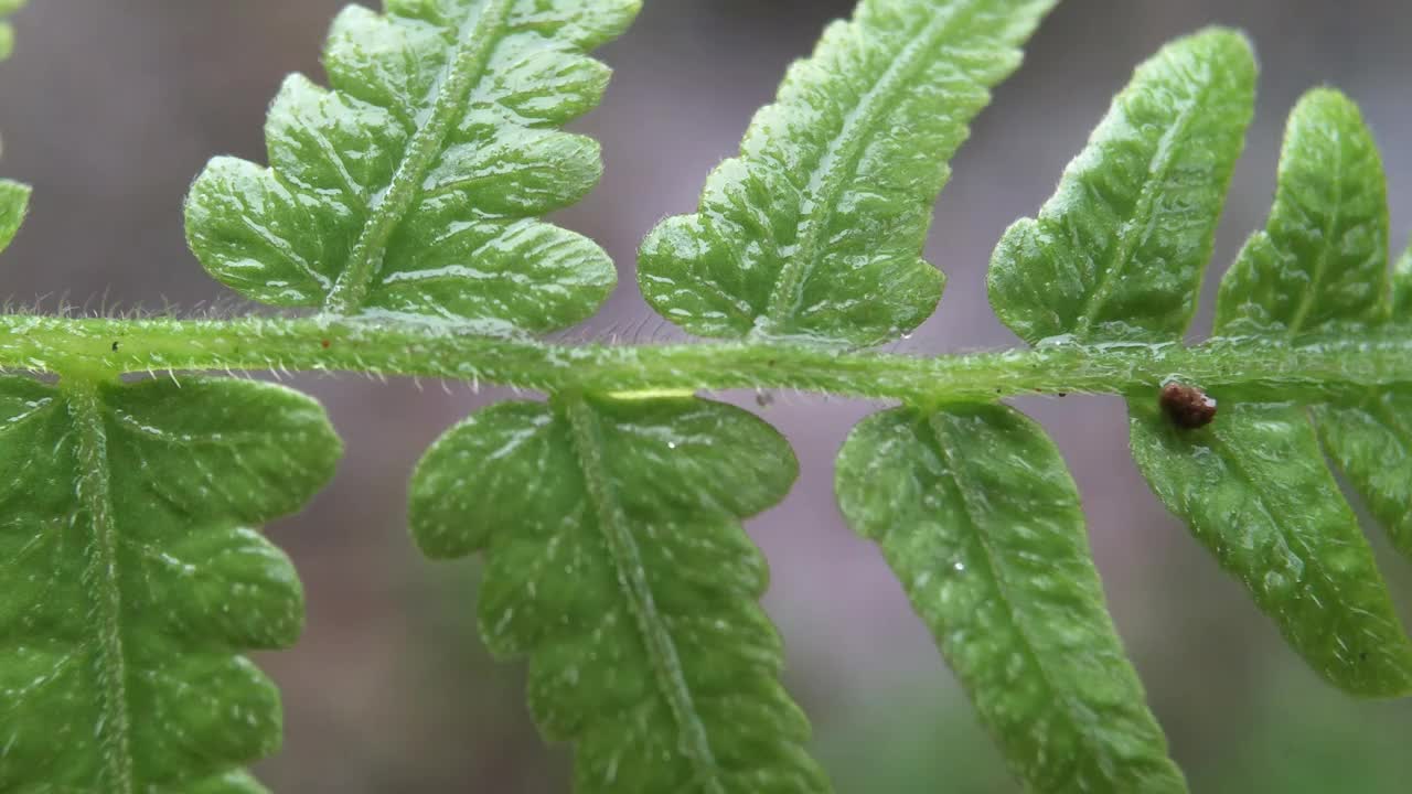 一只黄脸的猫正坐在白色的背景上。这只猫有一个非常可爱和友好的表情视频素材