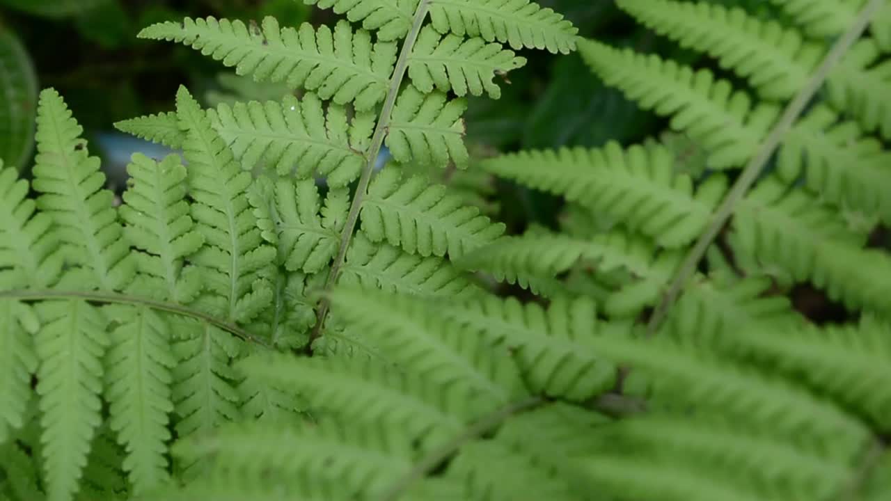 前院植物布置有各种观赏植物视频下载