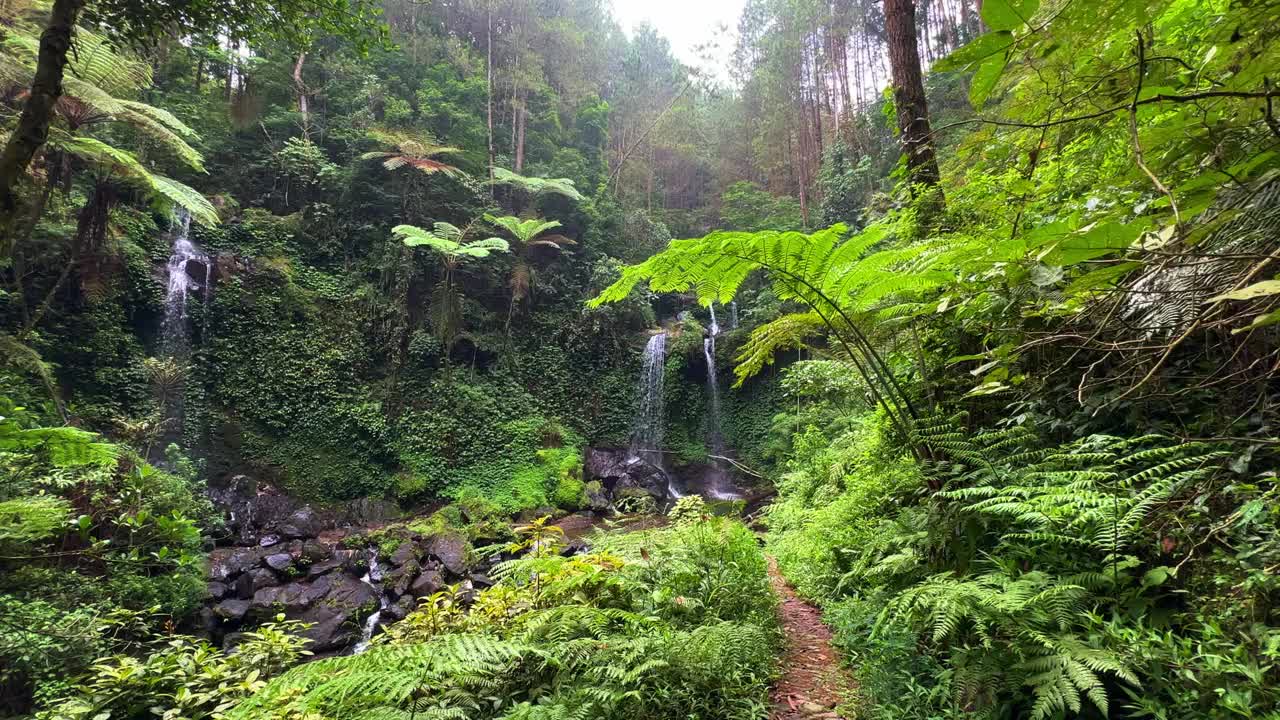 热带雨林中两个瀑布的场景。有热带树木的雨林植被。蕨树在茂密的树林中。视频素材