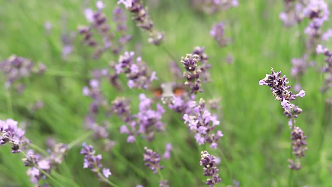 紫色薰衣草花选择性聚焦视频素材