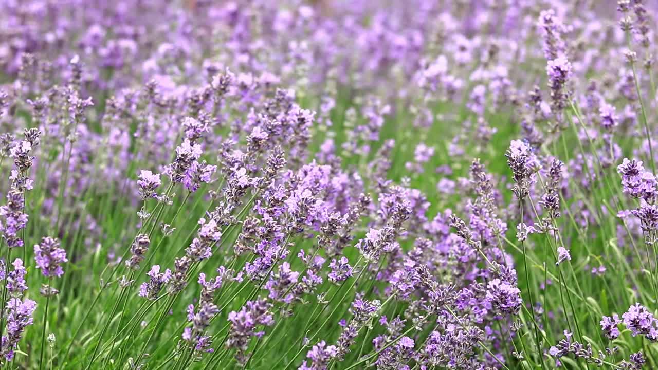 紫色薰衣草花选择性聚焦视频素材