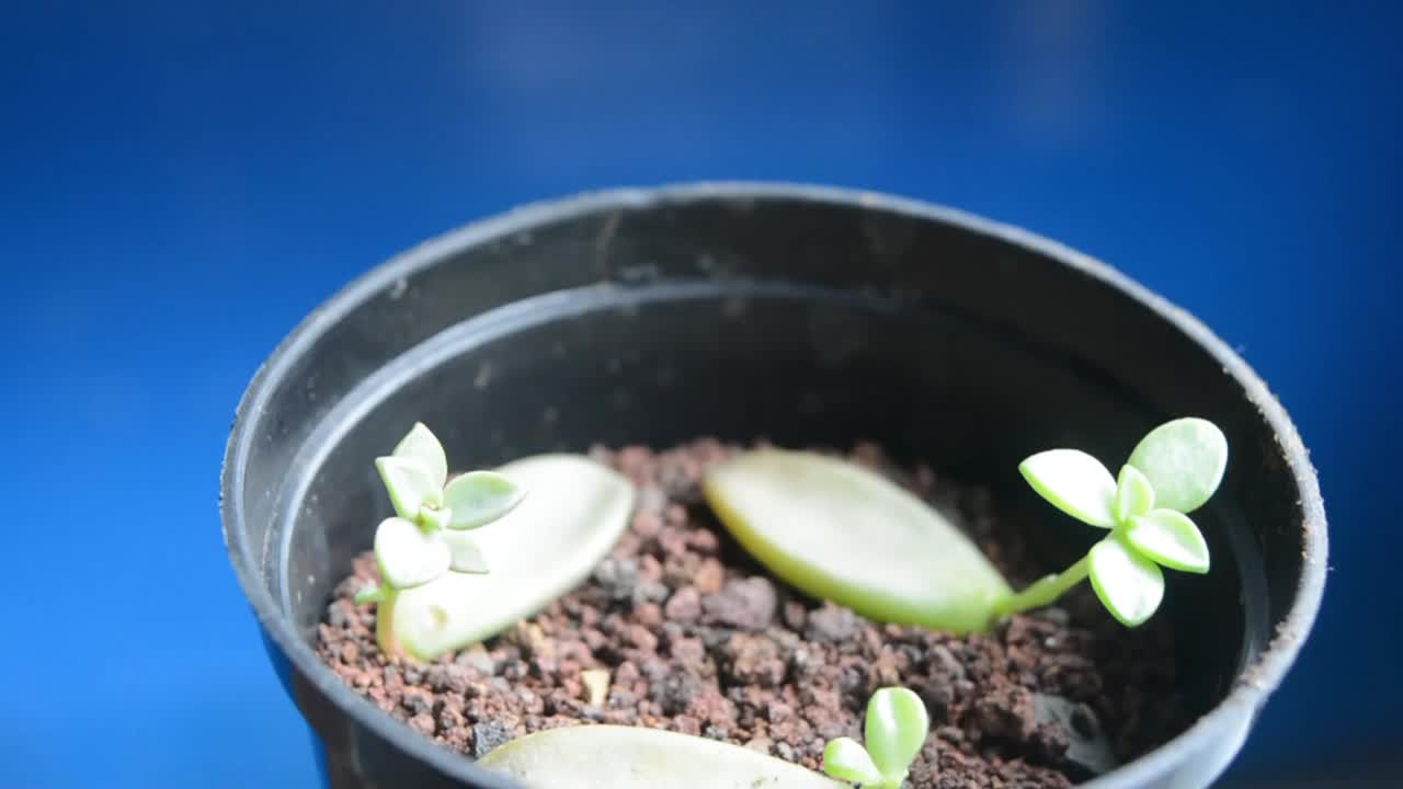 女园丁在白色桌子上的花盆里用手移植仙人掌和多肉植物。家庭花园的概念。视频下载