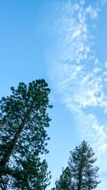 垂直时间流逝，仰望蓝天下的大松树视频下载