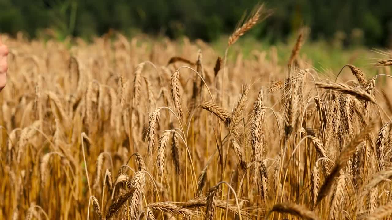 农学家在田间评估小麦穗的质量。视频素材