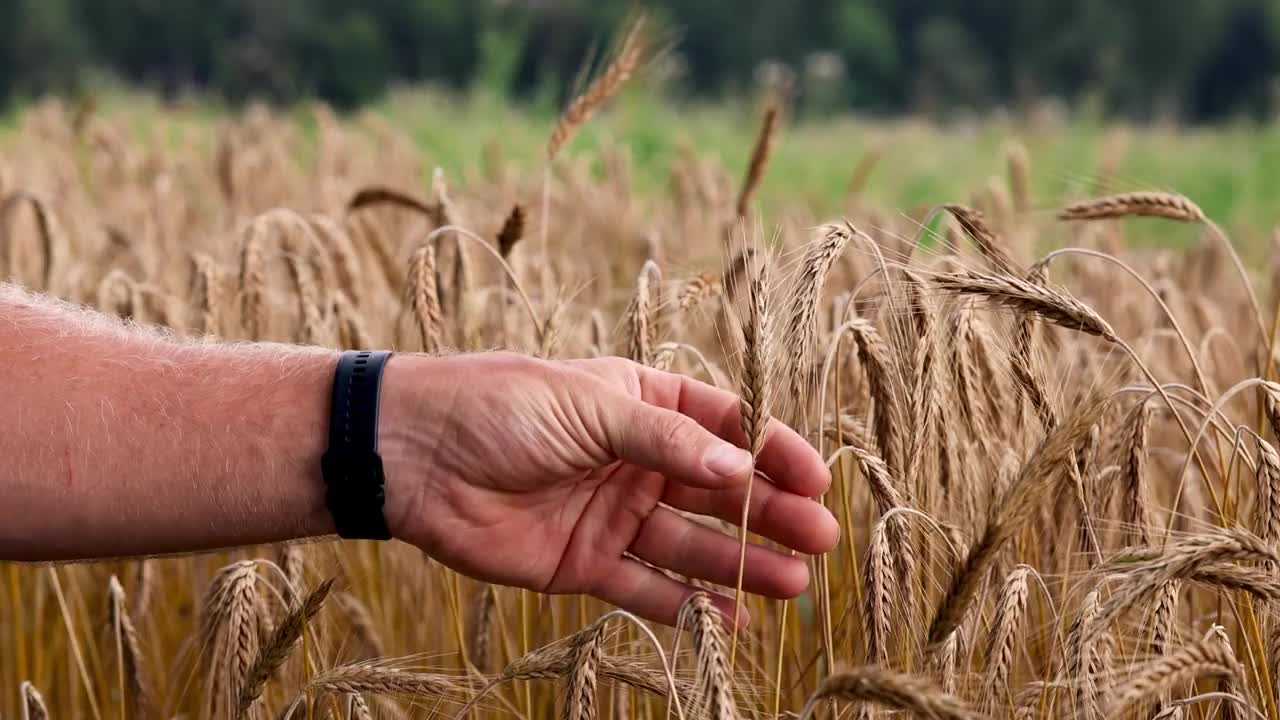 农学家在地里数一穗小麦的种子数。视频素材