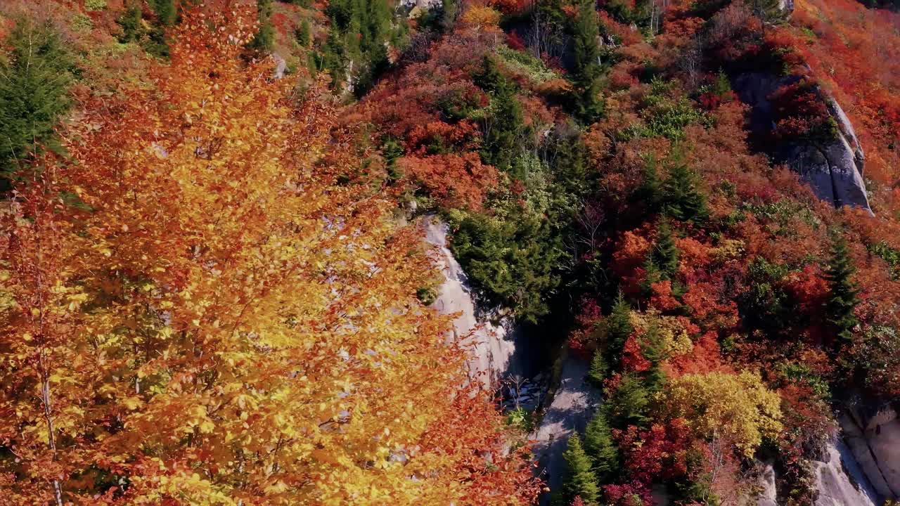 秋叶之美，姹紫嫣红，漫山遍野视频素材