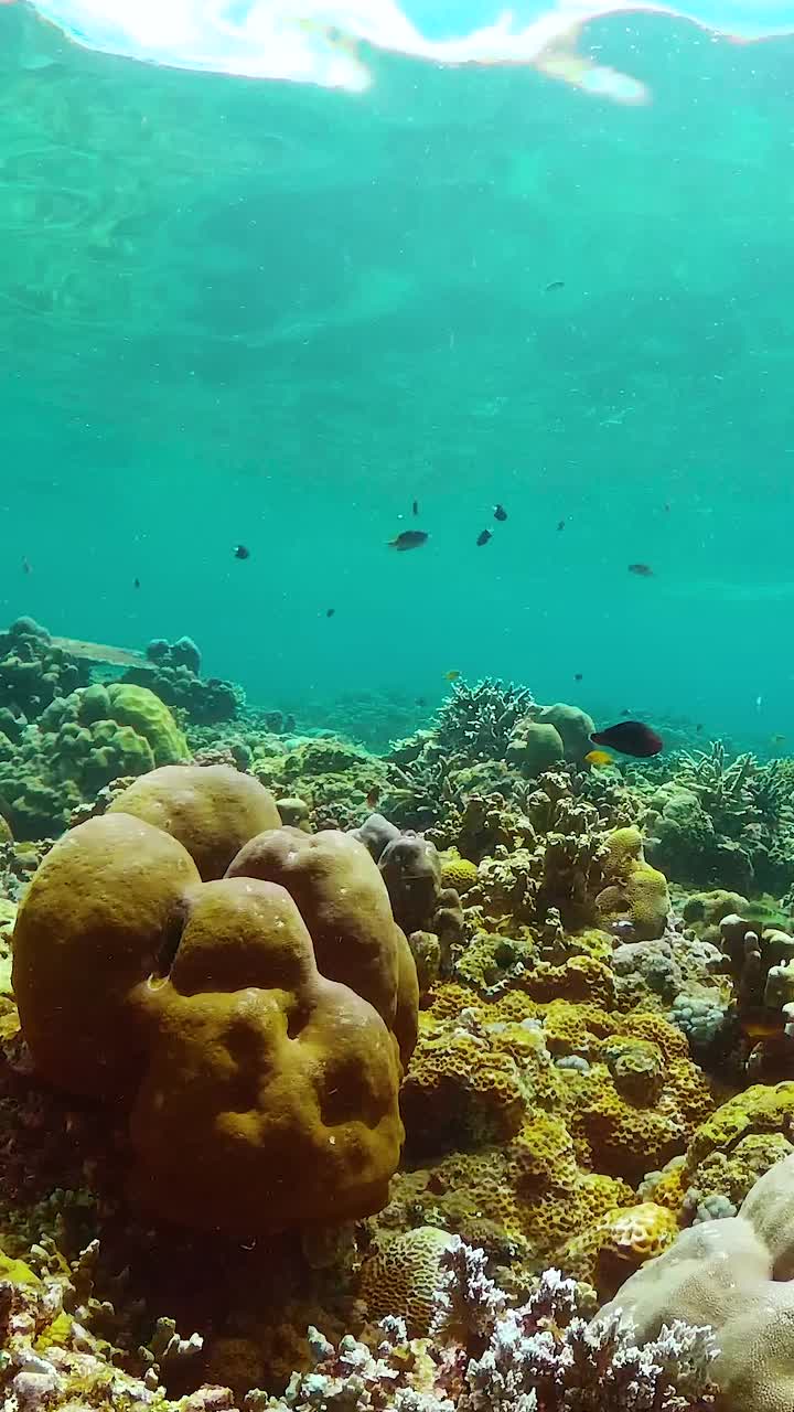 水下有鱼的珊瑚礁。视频素材