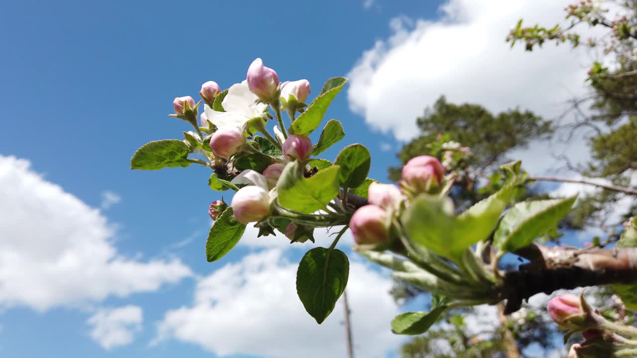 白粉色的未开花的苹果树花蕾视频下载