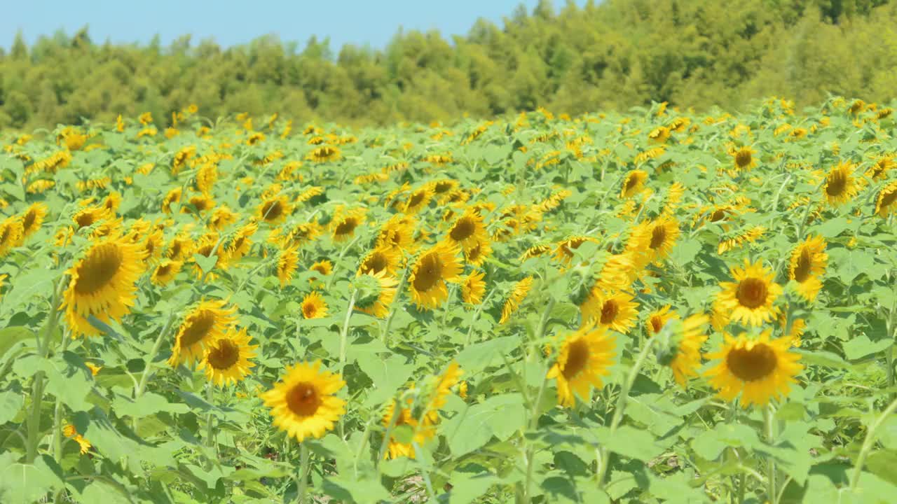 美丽的黄色向日葵在夏天随风摇曳，花或植物背景，向日葵田视频素材