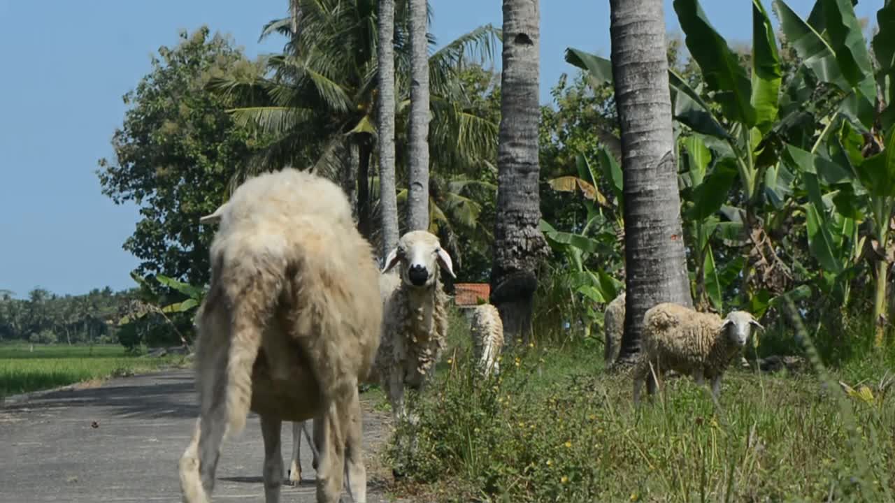 羊在草地上寻找食物视频下载