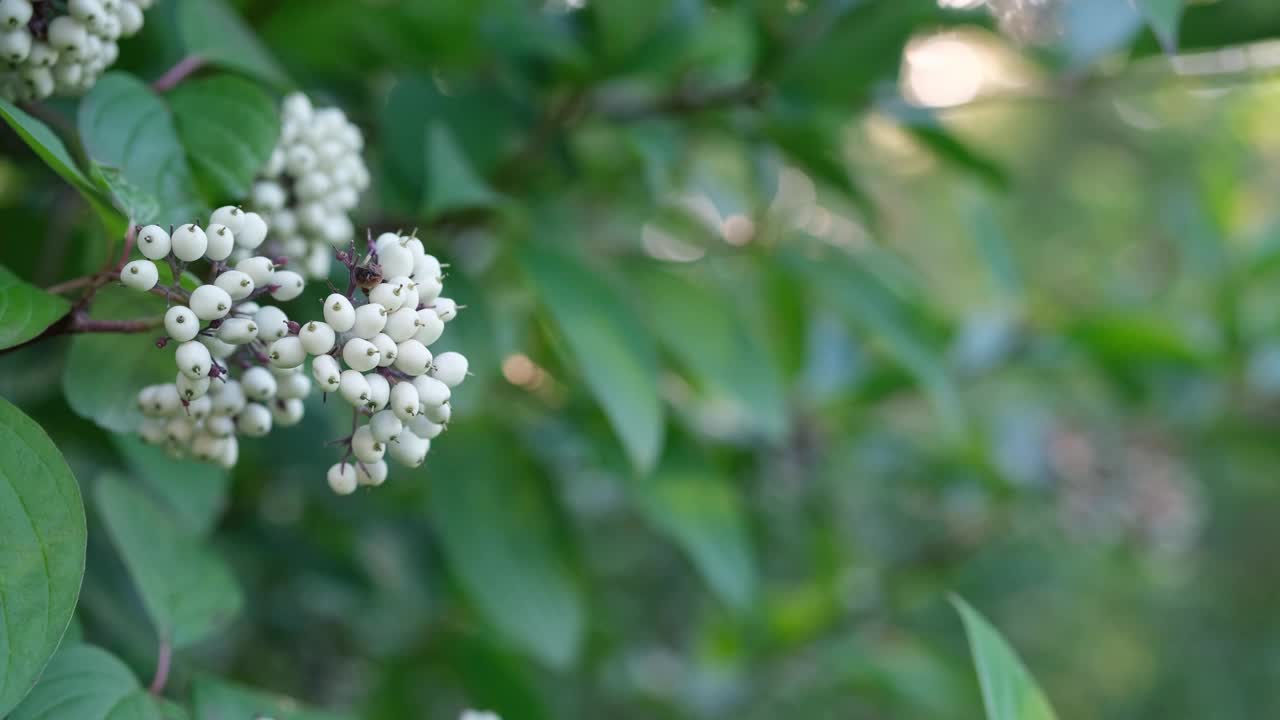 一根带着浆果的白色山茱萸树枝在风中摇曳。视频下载