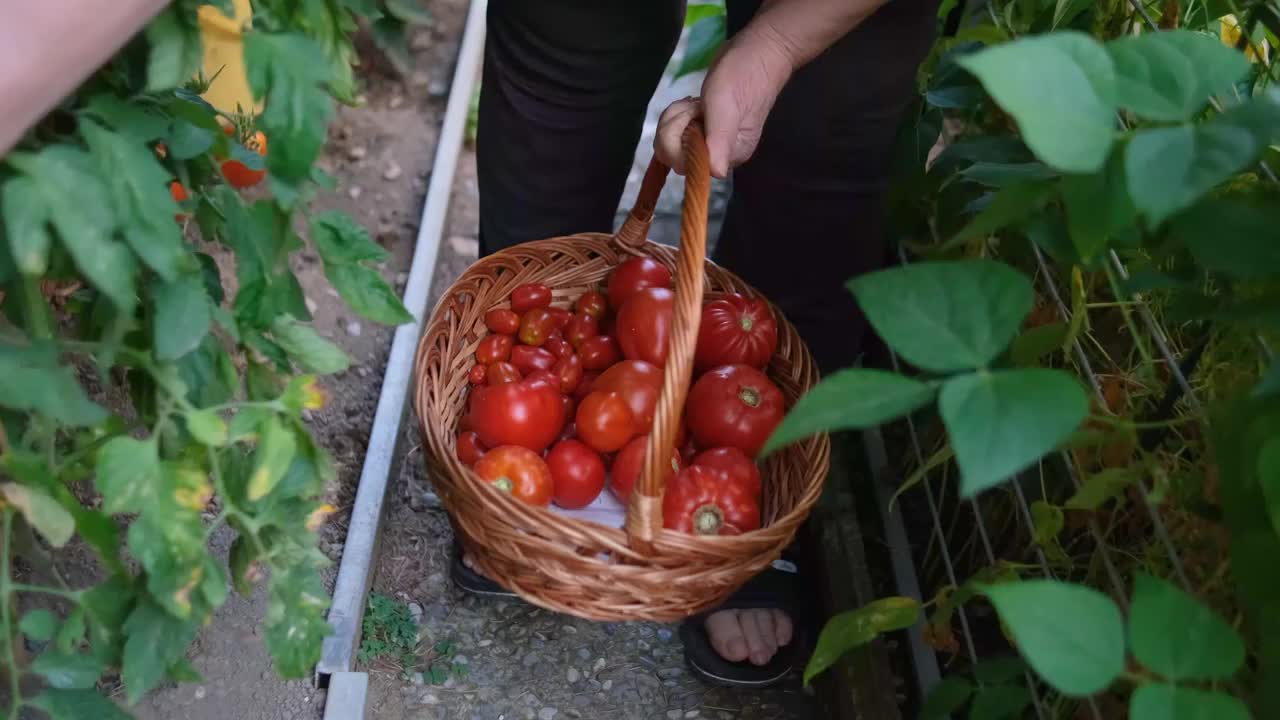 一名妇女正在收割无农药的圣女果视频素材