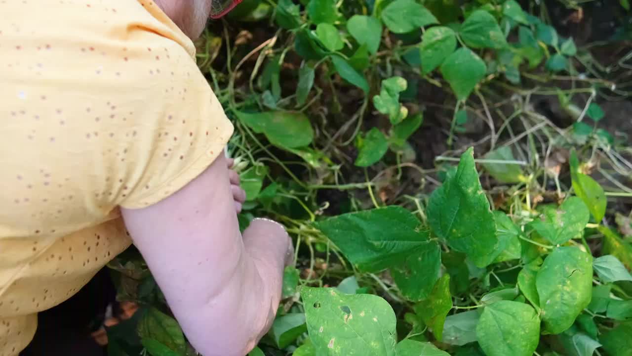 田豌豆是一种既美味又容易种植的菜园农产品视频下载