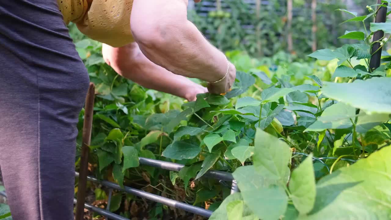 在城市的一个小有机花园里种植豌豆的例子视频素材