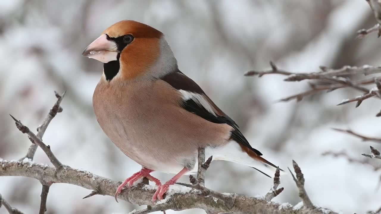 山雀coccothrases coccothrases冬天的时候。慢动作视频素材