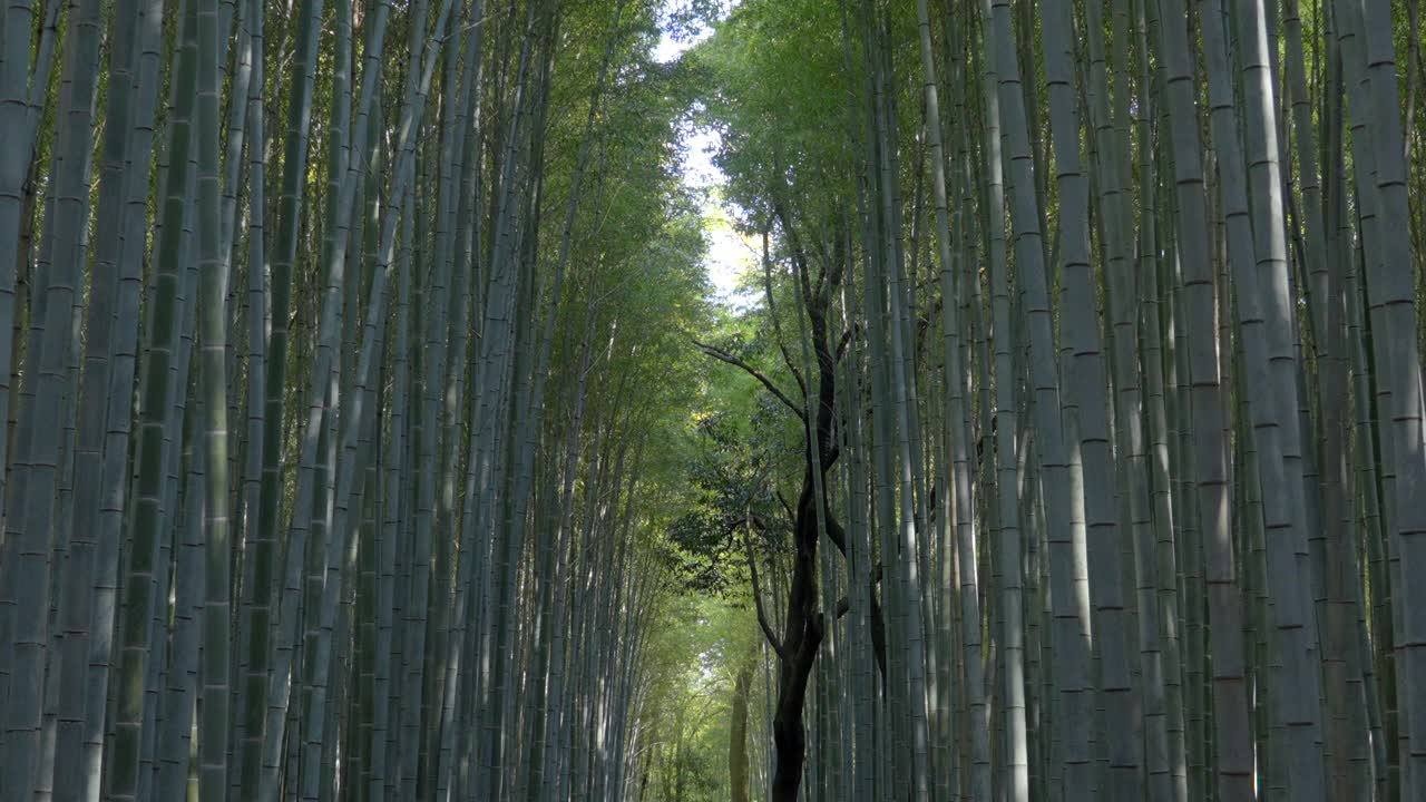 慢动作POV镜头穿过著名的岚山竹林在京都，日本视频素材