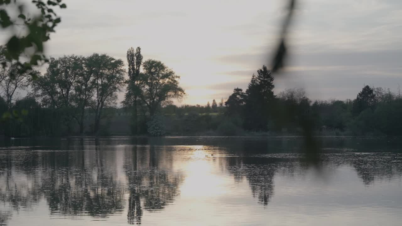 夕阳落在池塘里，两只鸭子在游泳视频素材