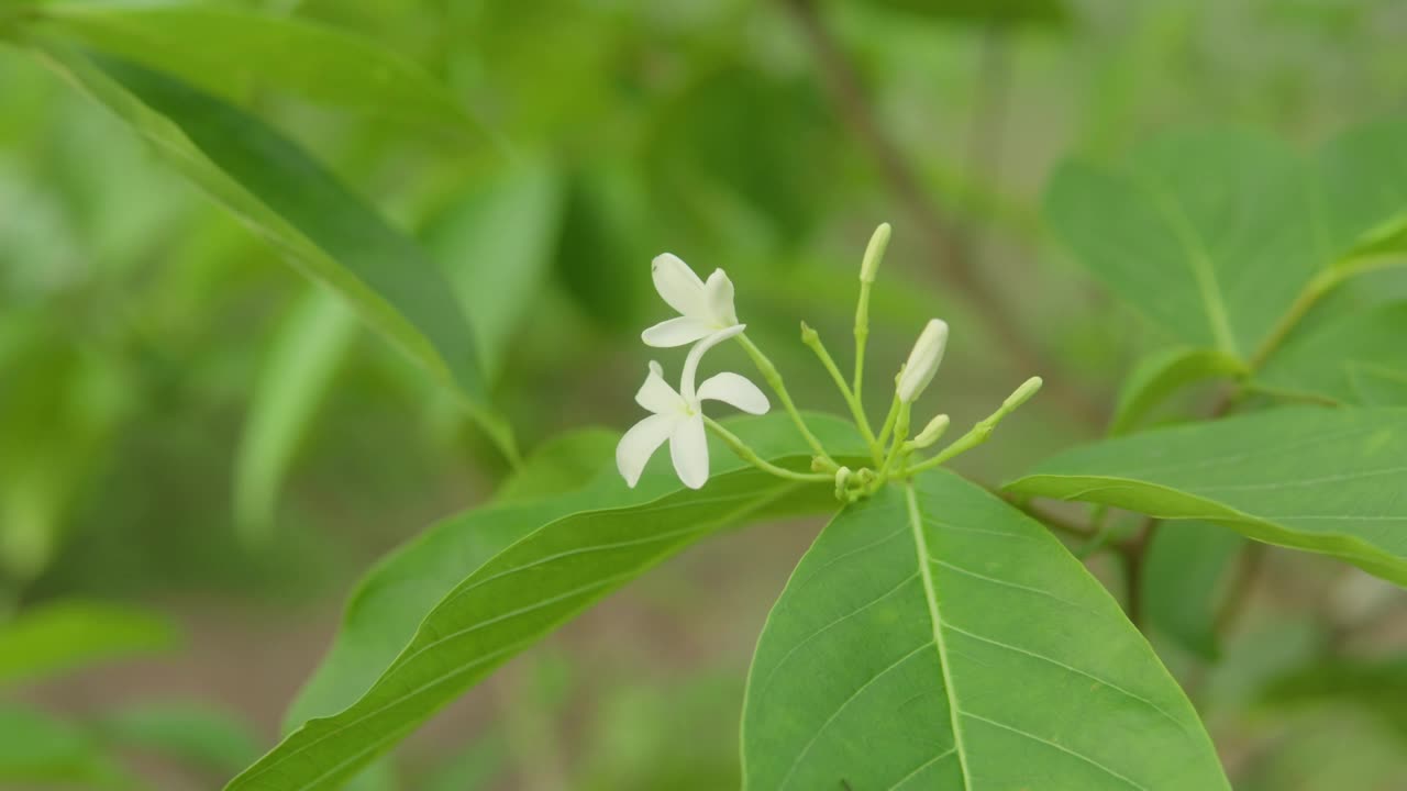 户外自然环境中，绿叶植物上的白花特写视频素材