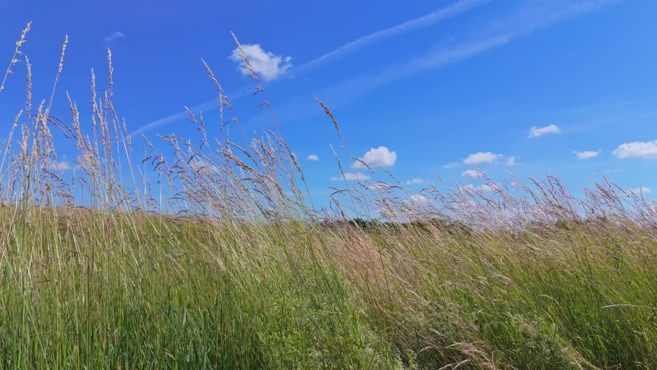 夏日的草地上，长草在风中轻轻摇曳。绿草如茵的花在风中吹着蓝天视频下载