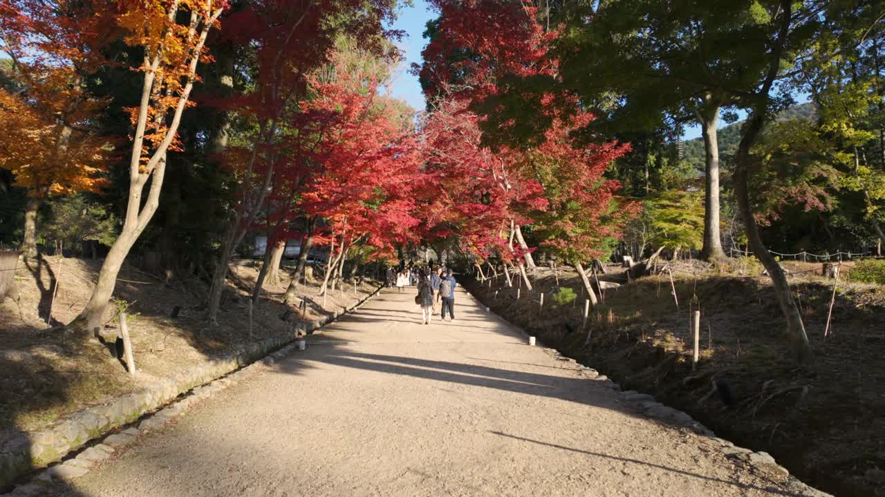 在日本京都的秋天，游客们在一个满是五颜六色的枫树的公园里散步视频下载