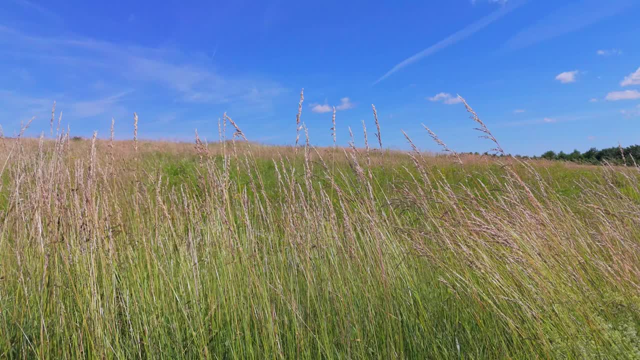 夏日的草地上，长草在风中轻轻摇曳。绿草如茵的花在风中吹着蓝天视频下载