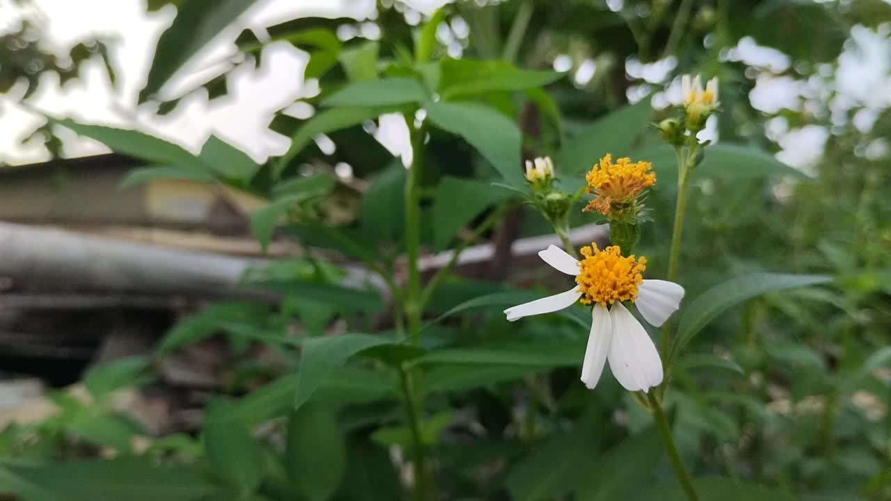 田野中的西班牙针花(Bidens Pilosa L.)特写视频素材