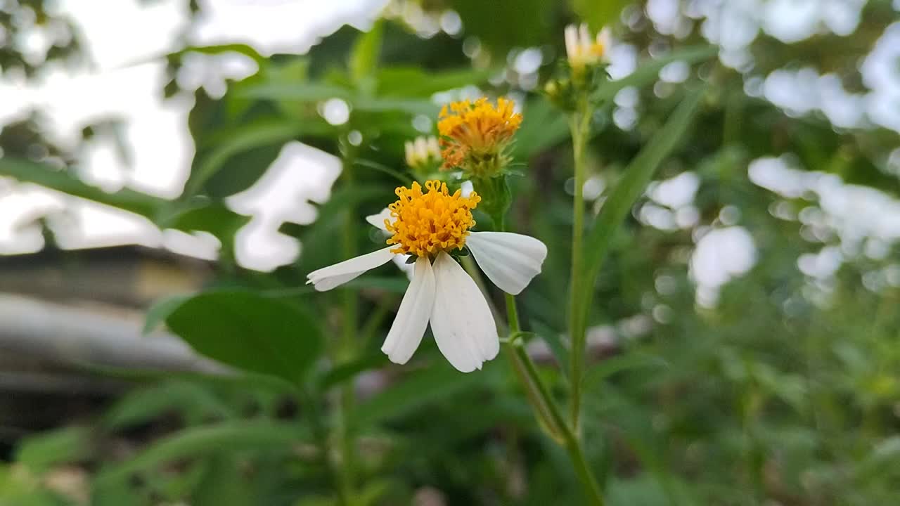 田野中的西班牙针花(Bidens Pilosa L.)特写视频素材