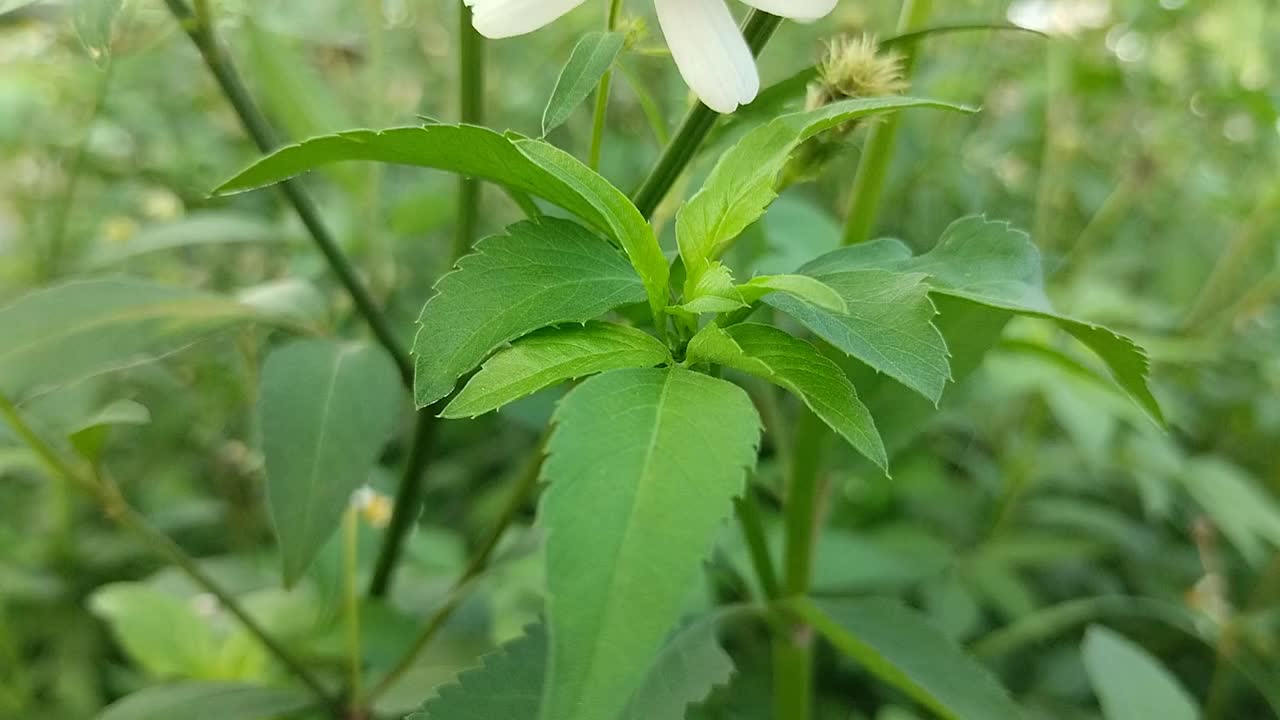 田野中的西班牙针花(Bidens Pilosa L.)特写视频素材